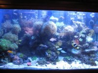 tank update shot.JPG