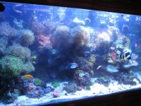 tank update shot 2.JPG