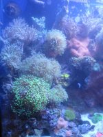 tank update shot 3.JPG