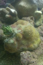 coral.jpg