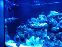 fish tank6.JPG