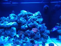 fish tank8.JPG