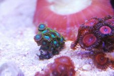 Radioactive Dragon Eye.jpg