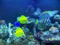 fish_rock2.jpg