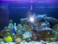 fish_rock3.jpg