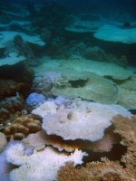 100817_Aceh bleaching.grid-5x2.jpg