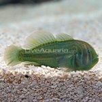 lg-71055-green-clown-goby.jpg