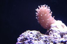 LEATHER CORAL.JPG