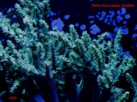 Reef #1 Padua Nepthea, December 2010 153.jpg
