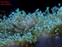 Reef Neon Green Tyree Toadstool,  December 2010 050.jpg