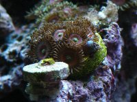 zoa's 2010 016.jpg