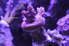 SPS - ORA Red Planet 2.JPG