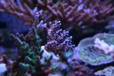 new reeef pics feb 2011 001.jpg