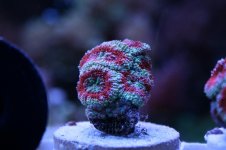 new reeef pics feb 2011 004.jpg