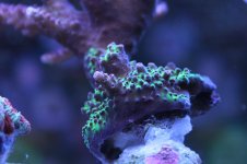 new reeef pics feb 2011 005.jpg