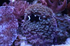 new reeef pics feb 2011 007.jpg