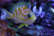 new reeef pics feb 2011 011.jpg