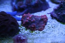 new reeef pics feb 2011 022.jpg