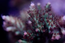 raspberry lemonade.jpg