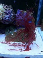 IMG_1611.jpg