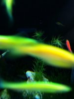 Glo Fish and Crystal Shrimps in a planted pico.jpg