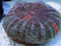 corals 007.jpg