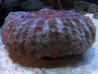 corals 008.jpg