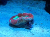 corals 002.jpg