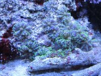 IMG_0263.jpg