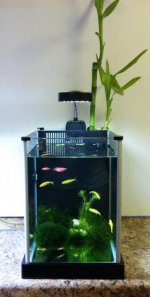 Spec Fresh Water Planted Tank.jpg