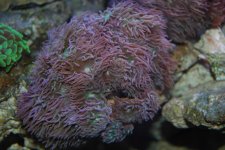 Acan.jpg