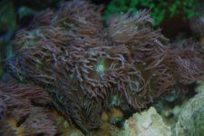 Acan 2.jpg
