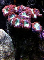aussie blastos colony_18+heads_$450.jpg