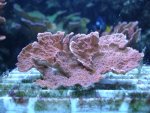 DSC04932.jpg