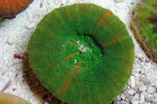 green scoly.jpg