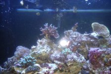65 gallon1.JPG