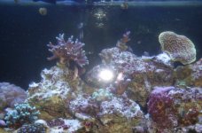 65 gallon2.JPG