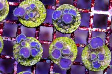 purple death zoas.jpg