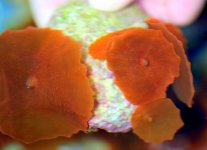 red mushroom.jpg