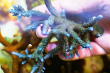 turquoise stag.jpg