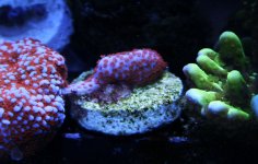 _MG_0181 022311.jpg