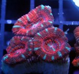 crazy acan.jpg