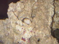 IMG00179-20110225-1052.jpg