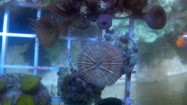 what coral.jpg