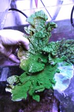 lare green monti.jpg