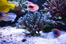 Large teal green acro.jpg