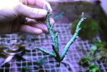 small teal green acro.jpg