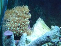 fishtank 12411 006.jpg