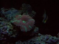 fishtank 12411 008.jpg