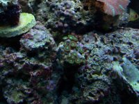 fishtank 12411 011.jpg